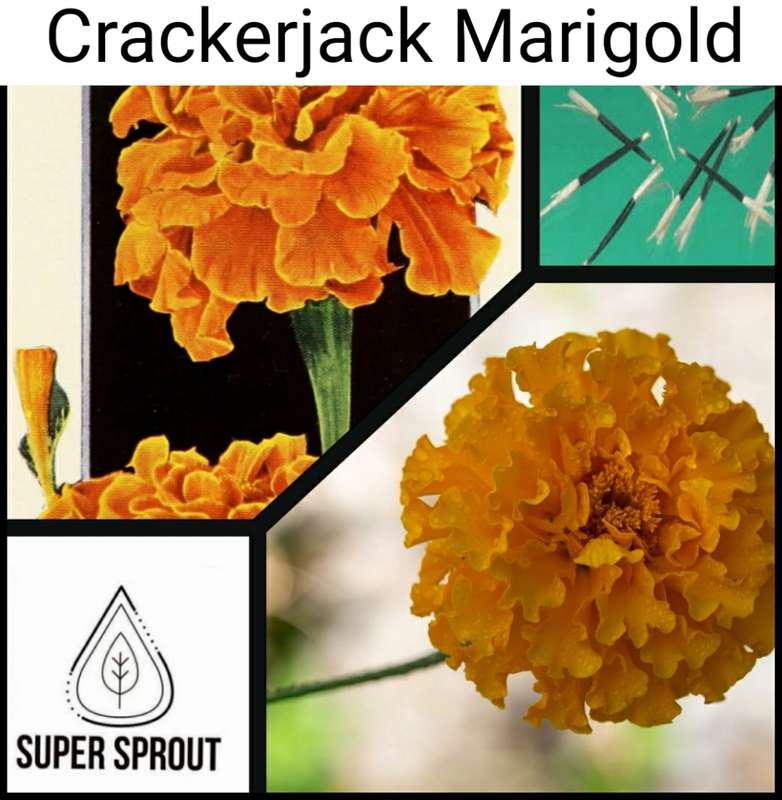MARIGOLD CRACKERJACK x 50+ seeds