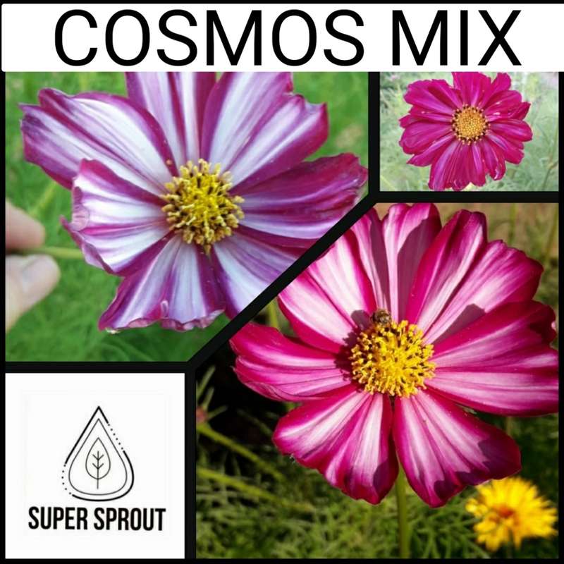SPRING FLOWER COLLECTION PACK x 9 individual packs