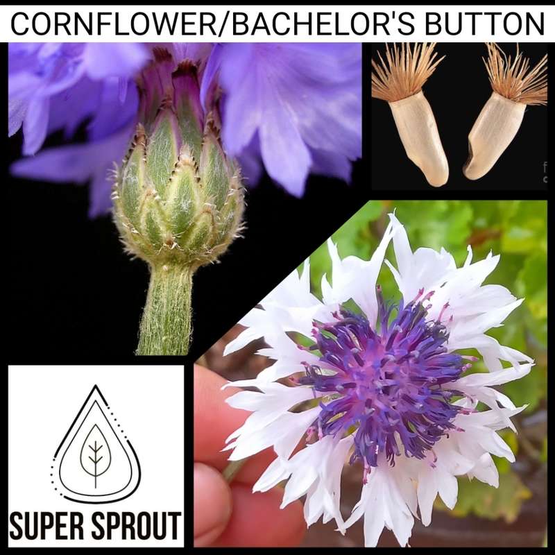 SPRING FLOWER COLLECTION PACK x 9 individual packs