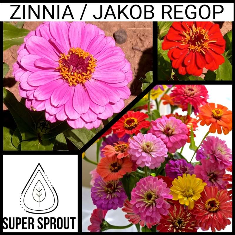 SPRING FLOWER COLLECTION PACK x 9 individual packs