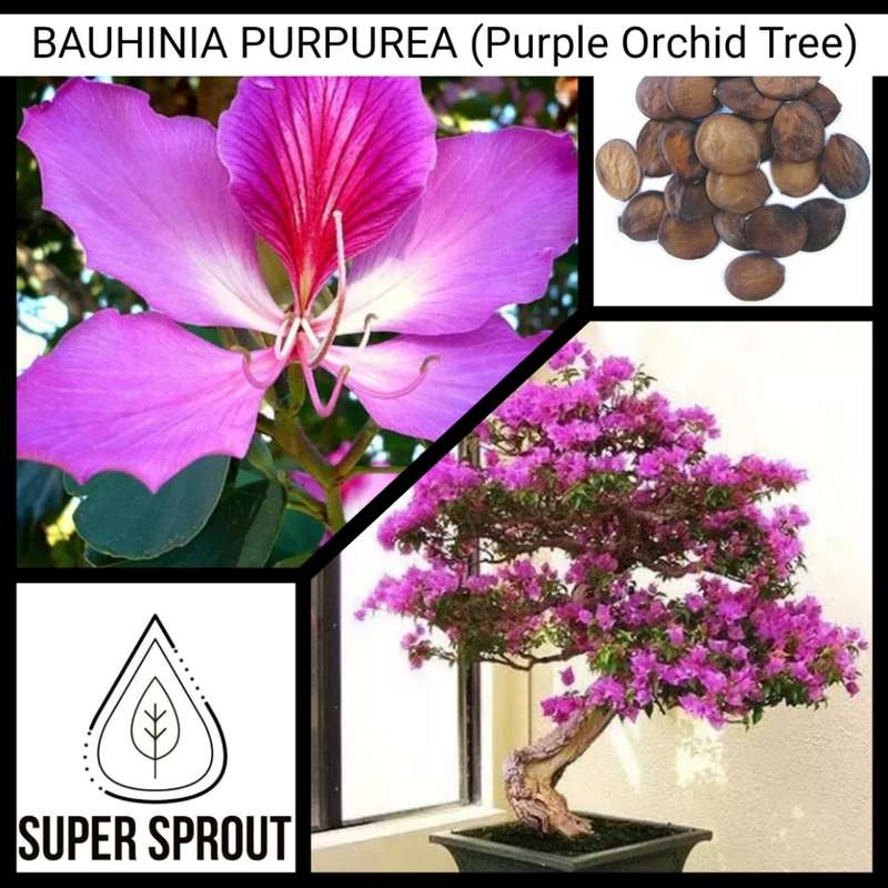 BAUHINIA PURPUREA (Purple Orchid Tree) x 10 seeds