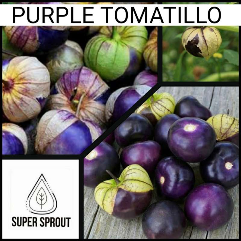 PURPLE TOMATILLO x 50+ seeds