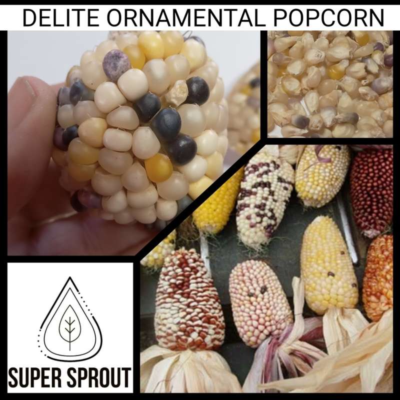 STRAWBERRY DeLite ORNAMENTAL POPCORN x 50 seeds