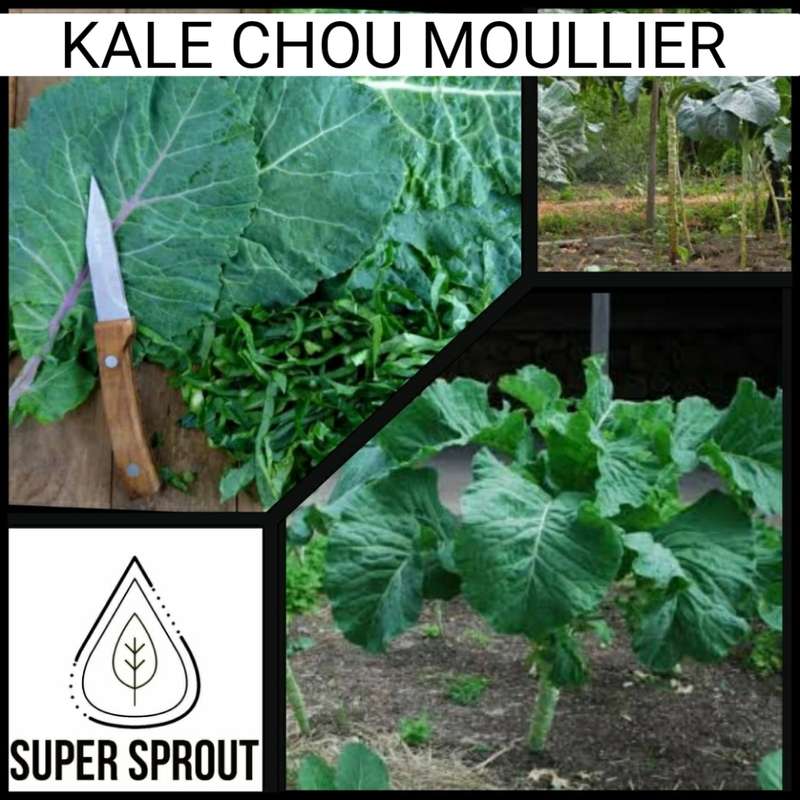 KALE CHOU MOULLIER x   50+ seeds