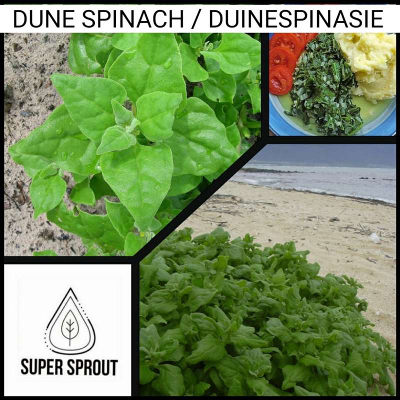 DUNE SPINACH, NEW ZEALAND SPINACH, DUINESPINASIE x 10 seeds