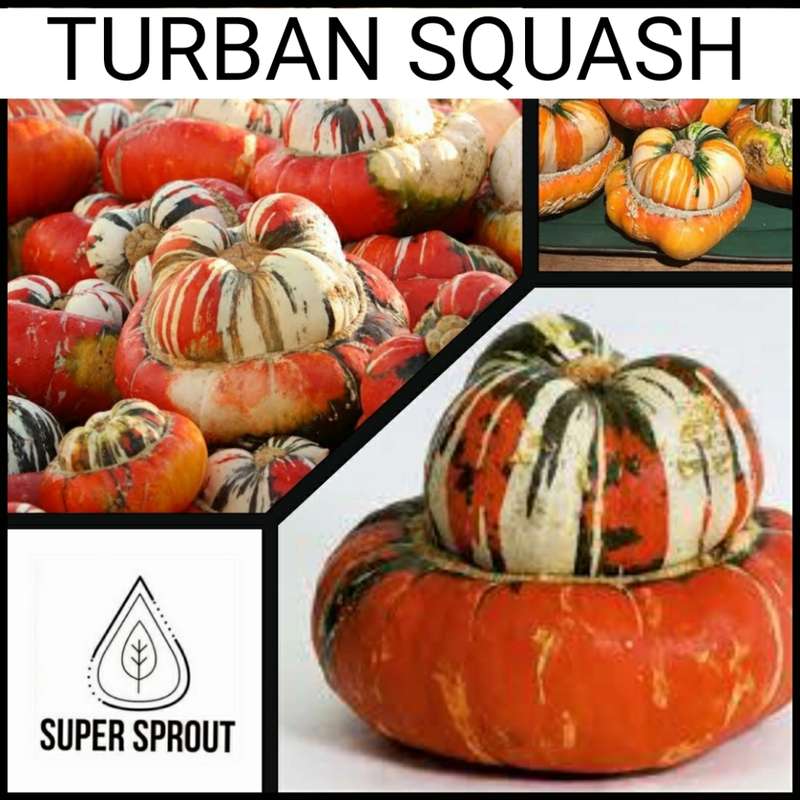 TURBAN SQUASH  x 5 seeds
