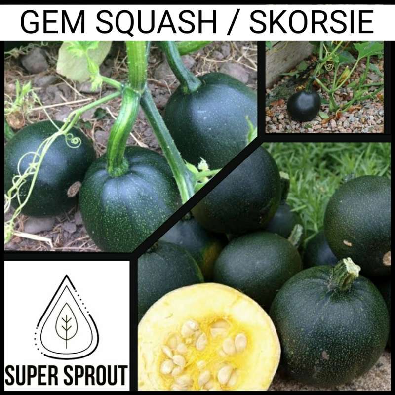 GEM SQUASH x 25 seeds