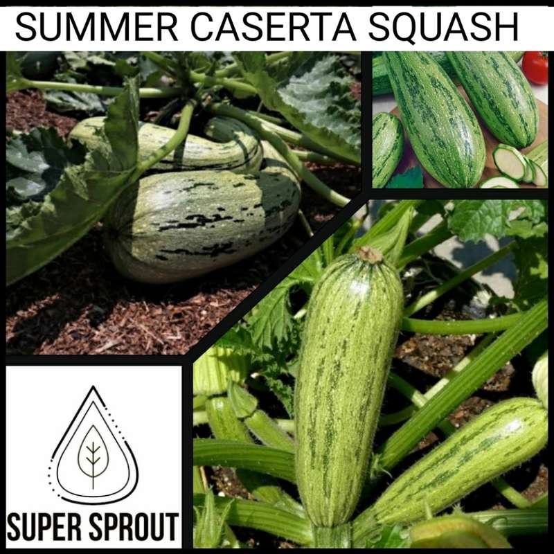 CASERTA ZUCCHINI x 10 seeds