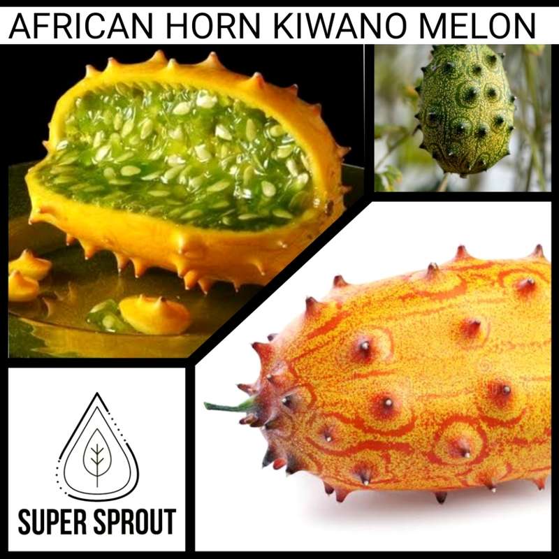AFRICAN HORN KIWANO MELON x 10 seeds