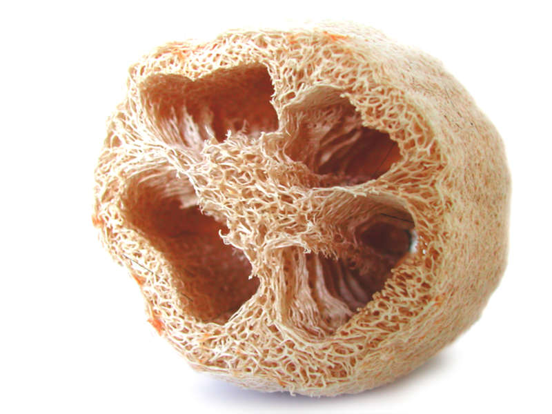 LOOFAH/LUFFA/SPONGE GOURD x 10 seeds