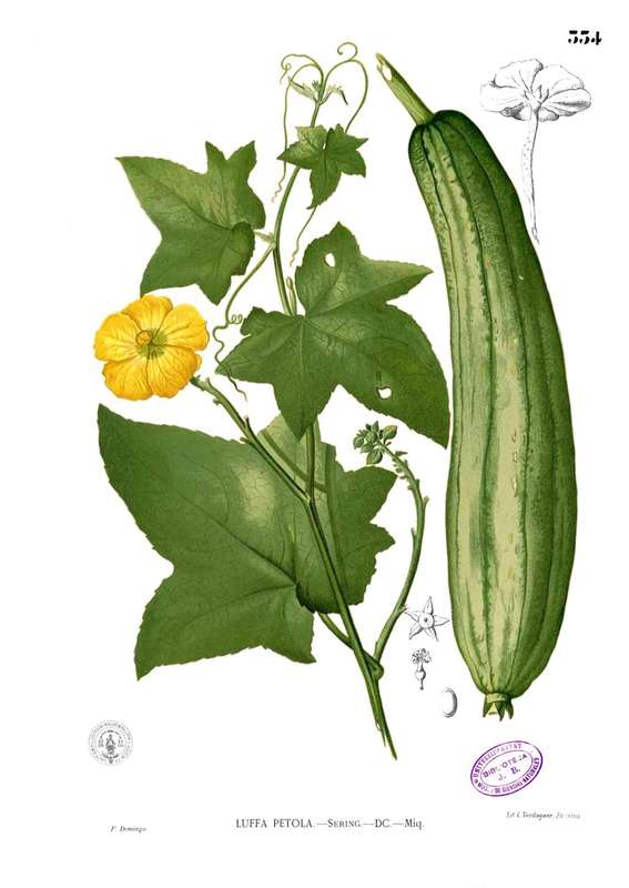 LOOFAH/LUFFA/SPONGE GOURD x 10 seeds