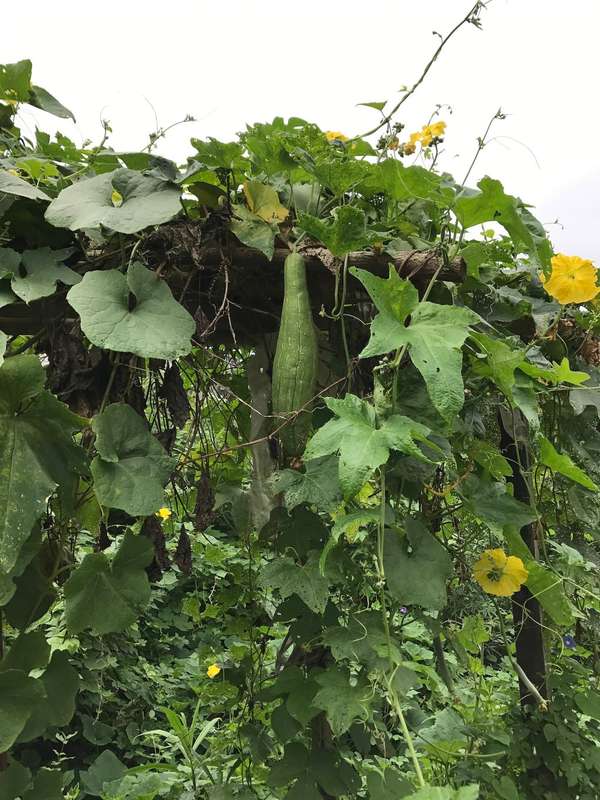 LOOFAH/LUFFA/SPONGE GOURD x 10 seeds