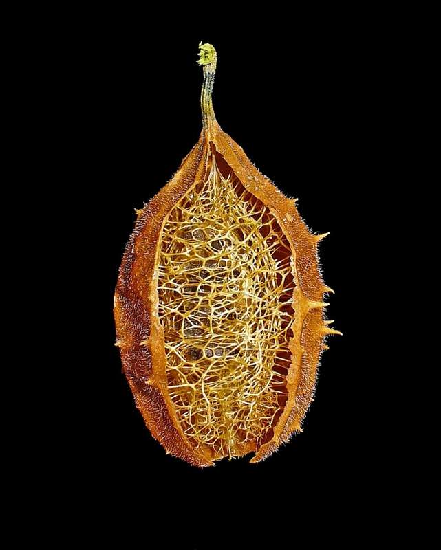 LOOFAH/LUFFA/SPONGE GOURD x 10 seeds