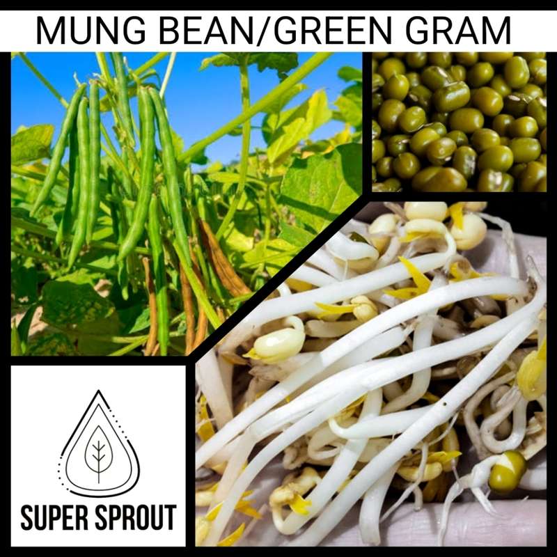 MUNG BEANS x 50 organic seeds