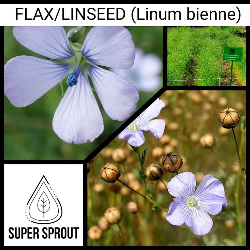 FLAX/LINSEED (Linum bienne) x 200+ seeds