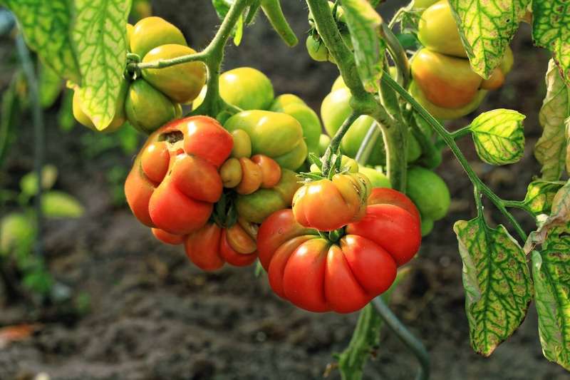 REISETOMATE HEIRLOOM TOMATO x 15 seeds
