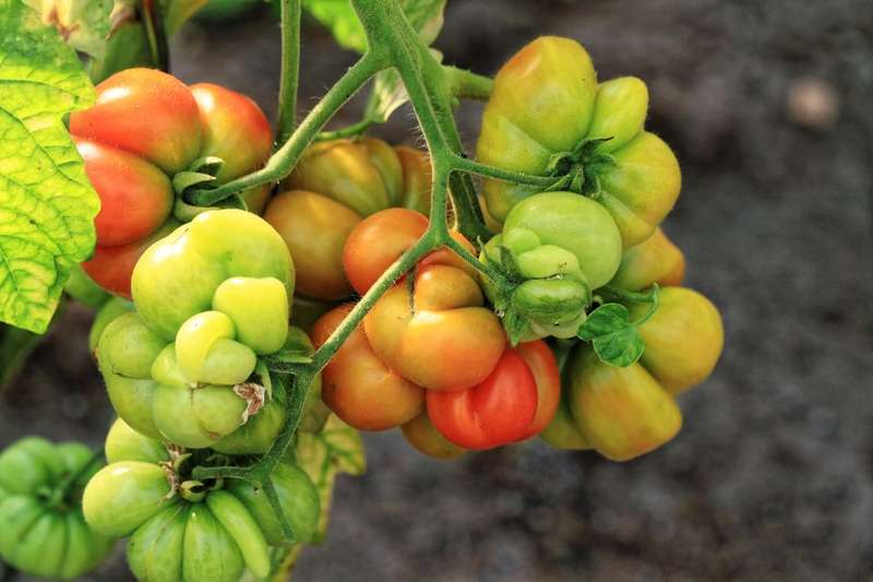 REISETOMATE HEIRLOOM TOMATO x 15 seeds