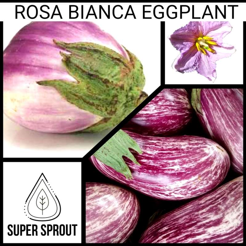 ROSA BIANCA EGGPLANT x 25 organic seeds