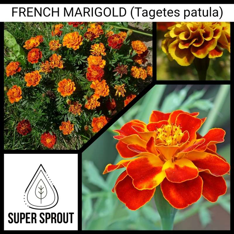 French marigold (Tagetes patula) x 45 seeds