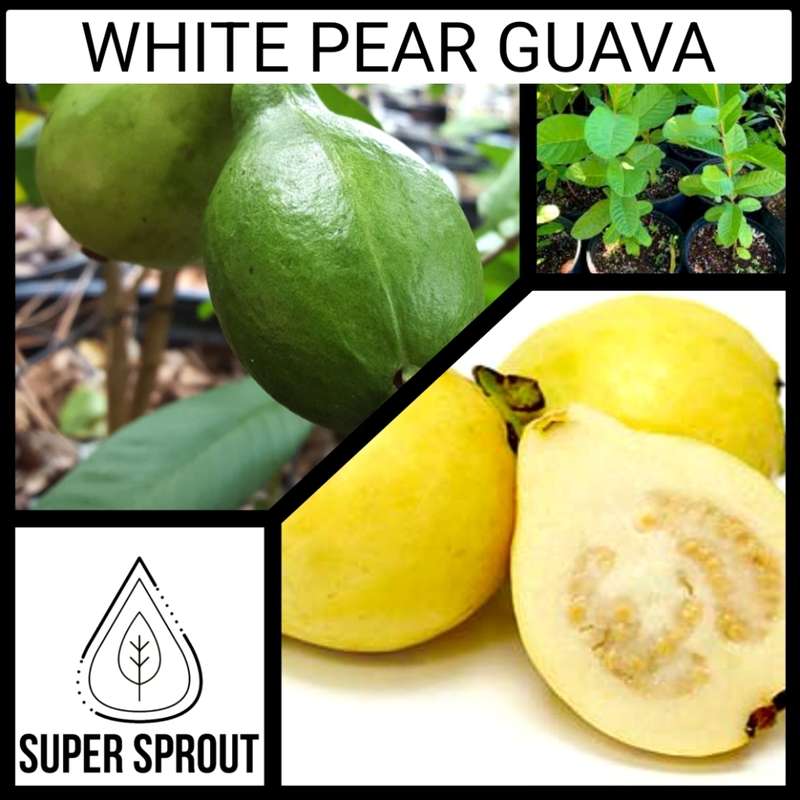 WHITE PEAR GUAVA x 10 seeds