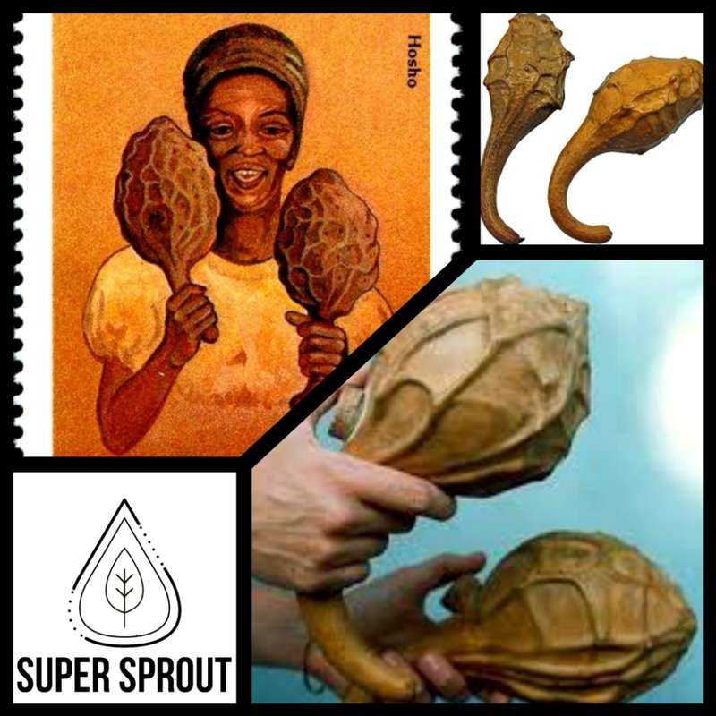 MARANKA/CAVEMAN'S CLUB GOURD x 5 seeds