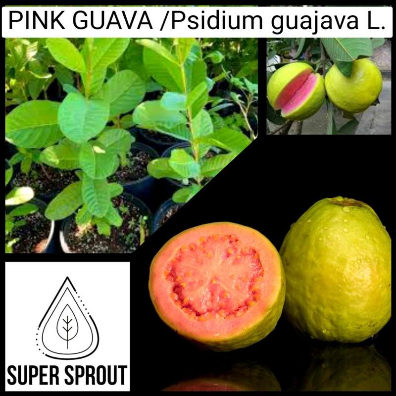 PINK GUAVA TREE x 10 seeds