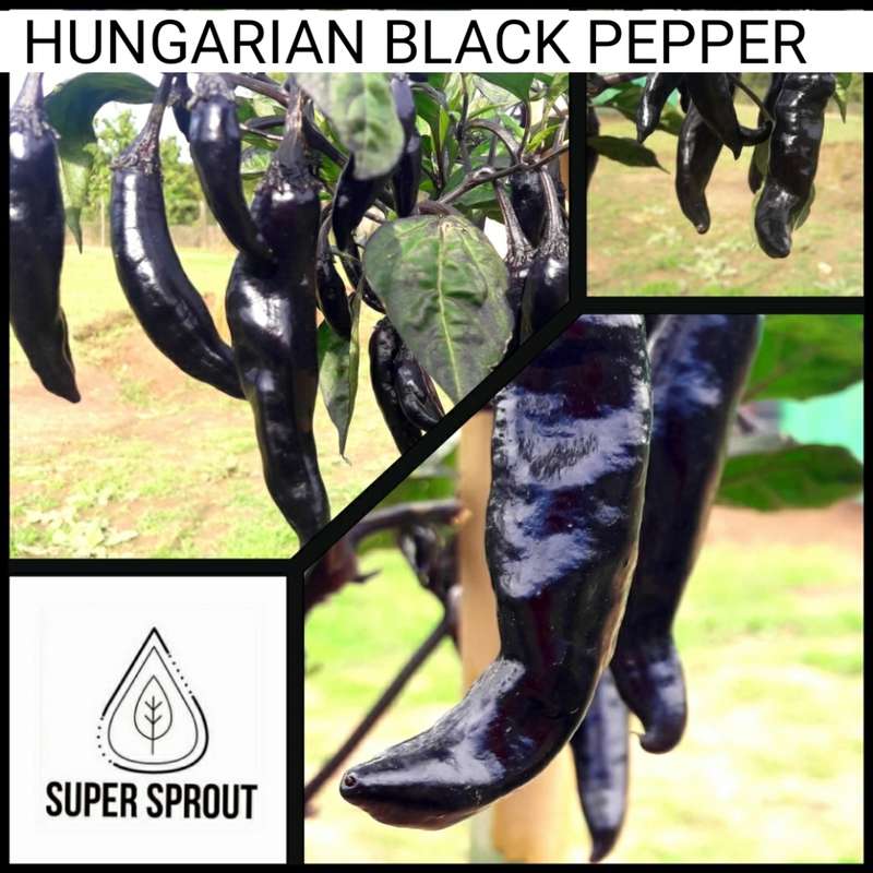 HUNGARIAN BLACK PEPPER x 10+ organic seeds