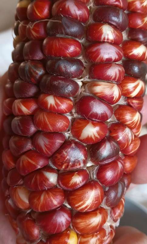 Marble Munch Maize x 25 seeds