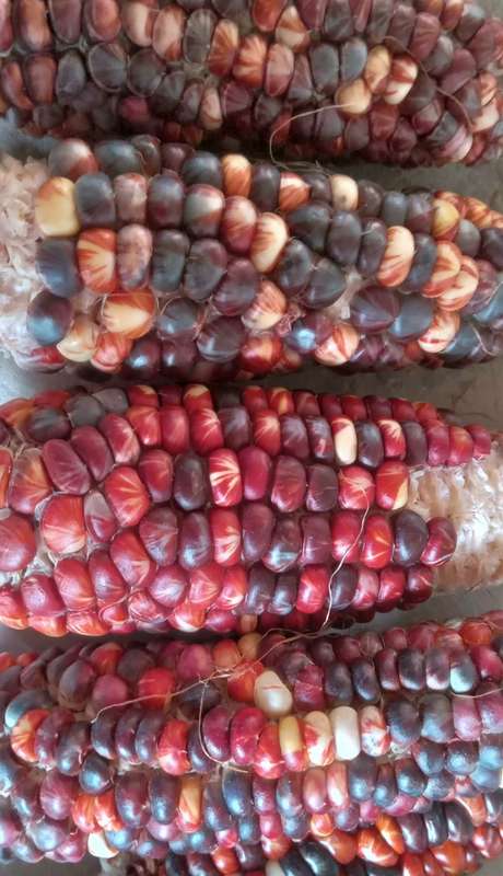 Marble Munch Maize x 25 seeds