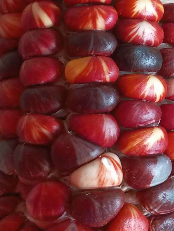 Marble Munch Maize x 25 seeds