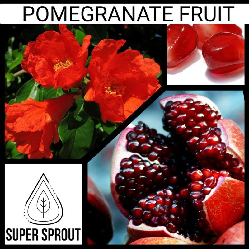 Pomegranate fruit x 10 seeds