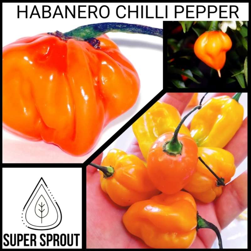 Habanero chilli pepper x 10 seeds