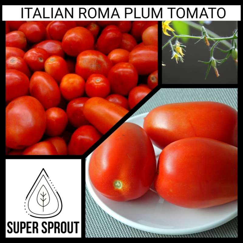 Italian Roma plum tomato x 10 seeds