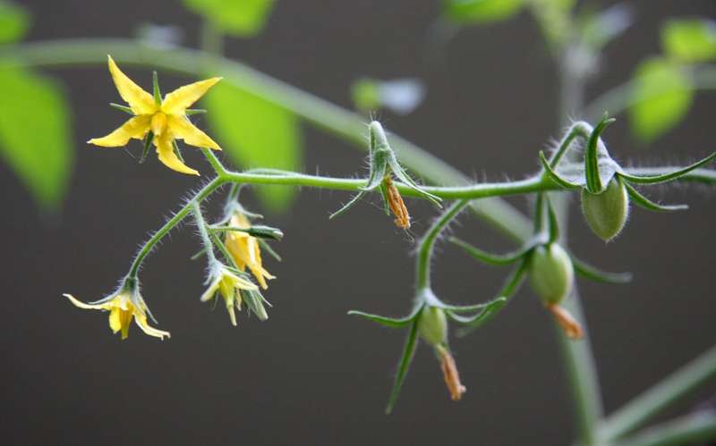 Italian Roma plum tomato x 10 seeds