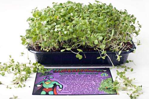 Micro Green tray (Beauty & the Beast) Spicy mix (Mustard,onion,fenugreek,alfalfa & beetroot) Organic
