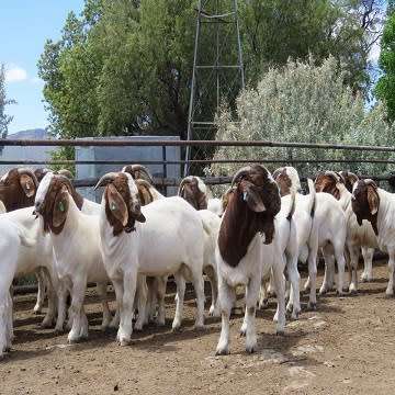 Live boer goats, kalahari goats, Bonsmara cattle and many other livestock