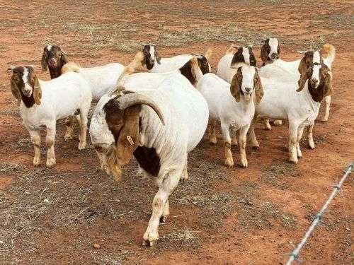 Live boer goats, kalahari goats, Bonsmara cattle and many other livestock