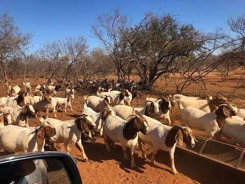LIVESTOCK, GOATS, SHEEP AND CATTLES ALL AVAILABLE AT CHEAPER RATE