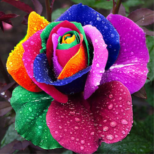 Rainbow Rose Seeds (10 seeds)