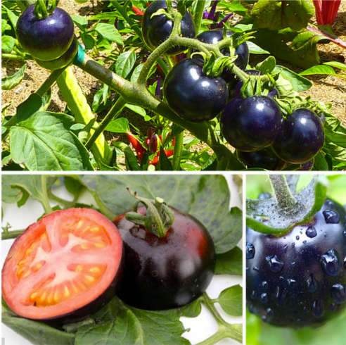 Black Tomato Seeds (200 seeds)