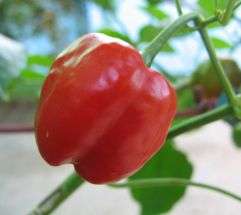 CHILLI SEED - PEPPA DUE