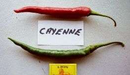 CHILI SEED- CAYENNE