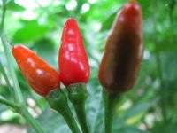 CHILI SEEDS- BIRDS EYE