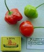 CHILI SEED -PASILLA DECHEIRO