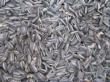 SEED -SUNFLOWER