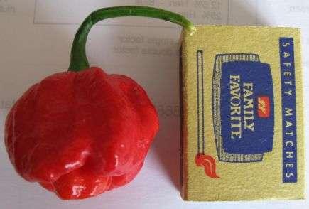 CHILI SEED- TRINIDAT SCORPIO