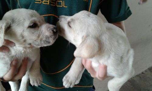 Boerboel Labrador cross puppies for sale