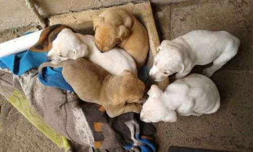 Boerboel Labrador cross puppies for sale