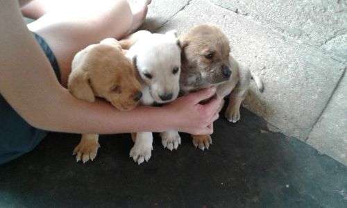 Boerboel Labrador cross puppies for sale