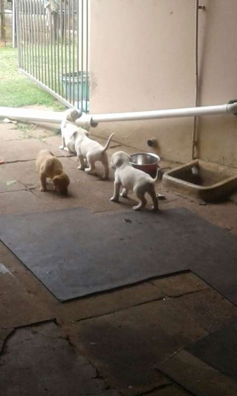 Boerboel Labrador cross puppies for sale